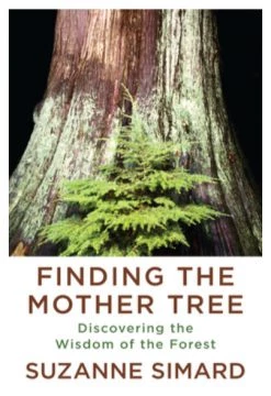 Ingram Base Camp: Bring It Home Finding The Mother Tree